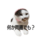 おひげのいる生活。（個別スタンプ：1）