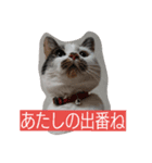 おひげのいる生活。（個別スタンプ：2）