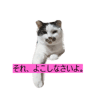 おひげのいる生活。（個別スタンプ：4）