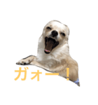 シンバのスタンプ（個別スタンプ：6）