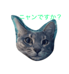 ダビ（個別スタンプ：1）