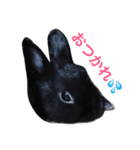 トトくん2（個別スタンプ：2）