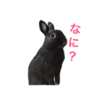 トトくん2（個別スタンプ：3）