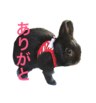 トトくん2（個別スタンプ：5）