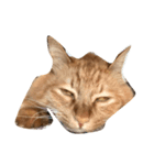 荒ぶる猫（個別スタンプ：1）