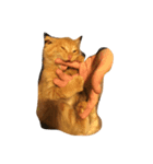 荒ぶる猫（個別スタンプ：3）
