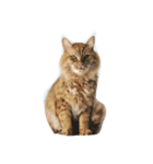 荒ぶる猫（個別スタンプ：4）