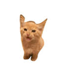 荒ぶる猫（個別スタンプ：6）