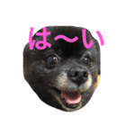 うちのぴのです。（個別スタンプ：2）