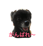 うちのぴのです。（個別スタンプ：3）