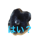 うちのぴのです。（個別スタンプ：5）