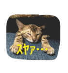 べんがるのすたんぷ（個別スタンプ：2）