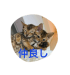 べんがるのすたんぷ（個別スタンプ：4）