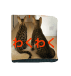 べんがるのすたんぷ（個別スタンプ：5）