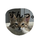 べんがるのすたんぷ（個別スタンプ：8）