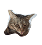 にしだて家のねこねこねこ（個別スタンプ：1）