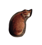 にしだて家のねこねこねこ（個別スタンプ：2）