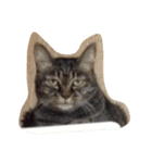 にしだて家のねこねこねこ（個別スタンプ：3）