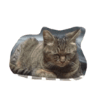にしだて家のねこねこねこ（個別スタンプ：6）