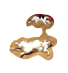 にしだて家のねこねこねこ（個別スタンプ：7）