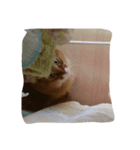 レオンくん（身内向け）（個別スタンプ：3）