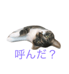 パンナ（個別スタンプ：4）