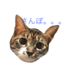 パンナ（個別スタンプ：5）