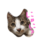 猫のノエルくん（個別スタンプ：1）