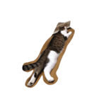 猫のノエルくん（個別スタンプ：2）