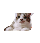 猫のノエルくん（個別スタンプ：3）