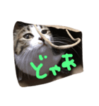 猫のノエルくん（個別スタンプ：5）