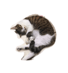 猫のノエルくん（個別スタンプ：7）