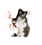 猫のノエルくん（個別スタンプ：8）