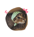 たくろう猫スタンプ（個別スタンプ：1）