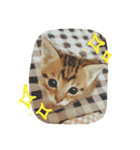 たくろう猫スタンプ（個別スタンプ：5）