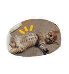 たくろう猫スタンプ（個別スタンプ：6）