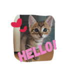 たくろう猫スタンプ（個別スタンプ：7）