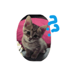たくろう猫スタンプ（個別スタンプ：8）