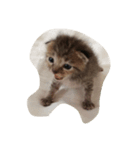 しずくの日々（個別スタンプ：3）