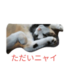 イトウの源（個別スタンプ：1）