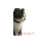 イトウの源（個別スタンプ：2）
