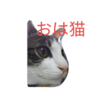 イトウの源（個別スタンプ：7）