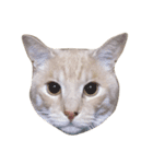 私の猫ちゃんマイケル（個別スタンプ：1）