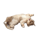 私の猫ちゃんマイケル（個別スタンプ：2）