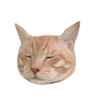 私の猫ちゃんマイケル（個別スタンプ：4）