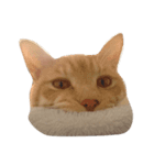 私の猫ちゃんマイケル（個別スタンプ：5）