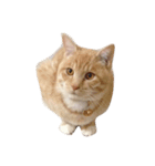 私の猫ちゃんマイケル（個別スタンプ：6）