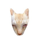 私の猫ちゃんマイケル（個別スタンプ：8）