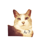 ねこのスーちゃんスタンプ（個別スタンプ：1）