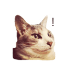 ねこのスーちゃんスタンプ（個別スタンプ：3）